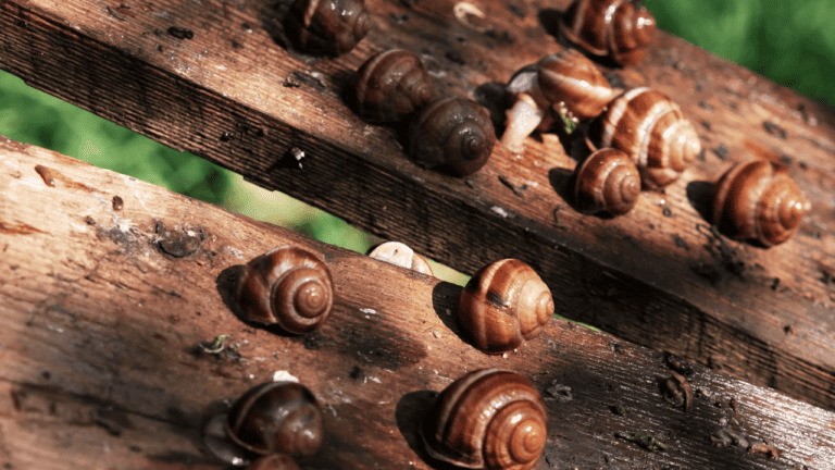 Ethical Sourcing of Snail Mucin: Environmental Impact and Sustainability