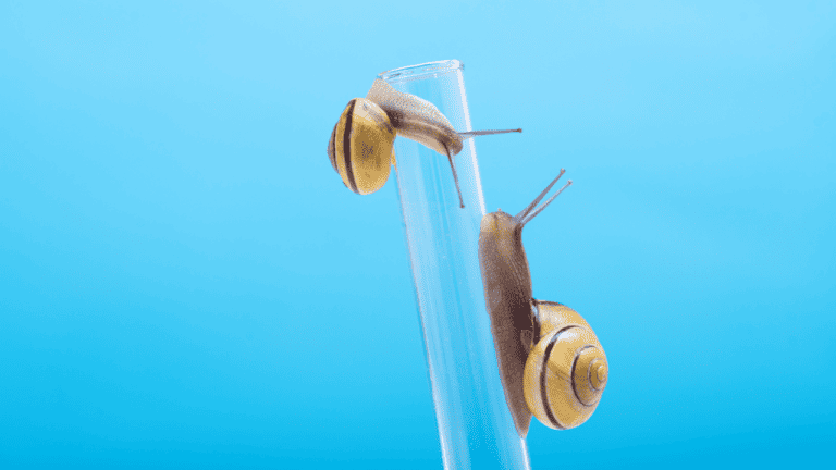 Innovative Trends: The Future of Snail Mucin in Skincare